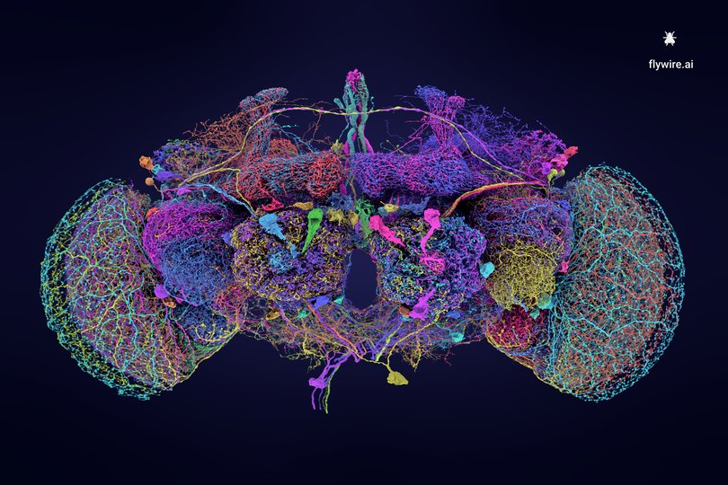 A photo provided by Tyler Sloan and Amy Sterling for FlyWire, Princeton University, shows distinct circuits of neurons through the fly brain, shown here in different colors.