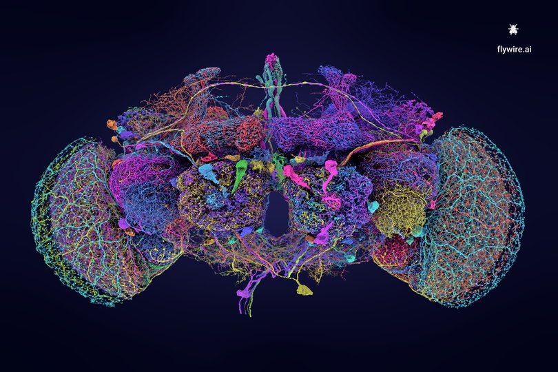 A photo provided by Tyler Sloan and Amy Sterling for FlyWire, Princeton University, shows distinct circuits of neurons through the fly brain, shown here in different colors. 