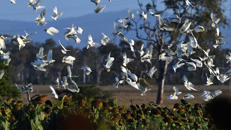 Advocates fear bird flu's impact on wildlife has taken a back seat to its threat to poultry.