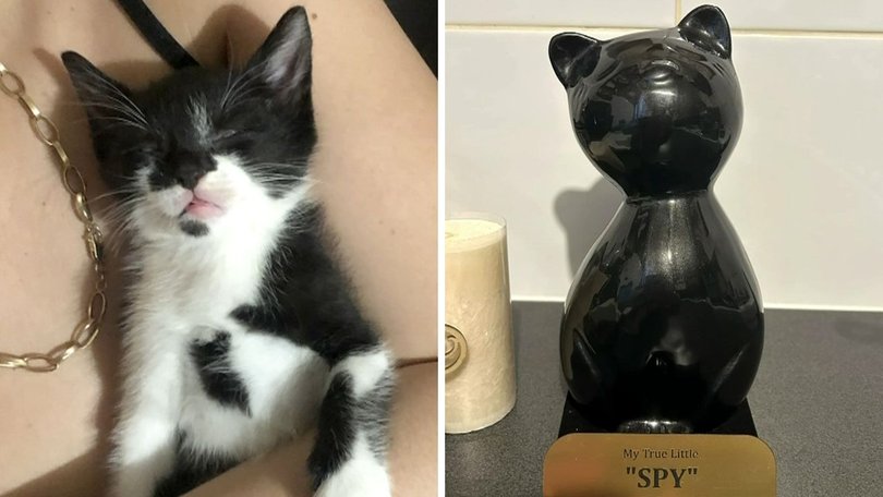 Caitlin’s family had what they thought was their cat Spy’s ashes in a black urn in their home.