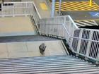 A koala was caught on video checking out the Casula train station in Sydney's southwest. (Supplied/AAP PHOTOS)