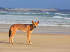 Rangers are tracking a dingo which attacked a woman on K'gari in the 17th such attack in 2024. (HANDOUT/QUEENSLAND GOVERNMENT ? DEPARTMENT OF ENVIRONMENT AND SCIENCE)