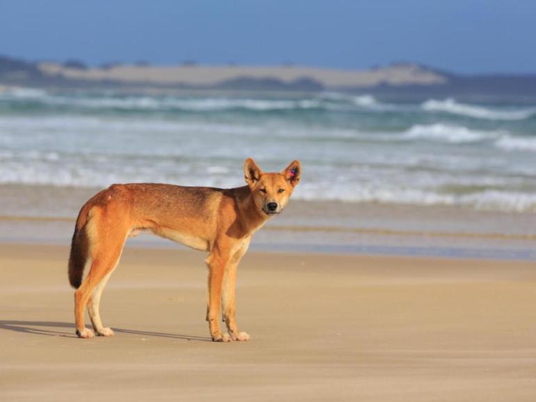 Rangers are tracking a dingo which attacked a woman on K'gari in the 17th such attack in 2024. (HANDOUT/QUEENSLAND GOVERNMENT ? DEPARTMENT OF ENVIRONMENT AND SCIENCE)