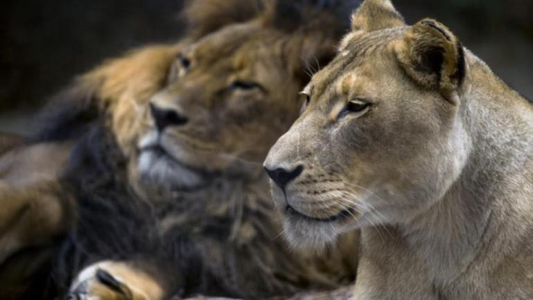 Adelaide Zoo has sadly said goodbye to two of its lions with both Mujambi (L) and Amani euthanised. (Supplied by Zoos South Australia/AAP PHOTOS)