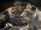 Adelaide Zoo has sadly said goodbye to two of its lions with both Mujambi (L) and Amani euthanised. (Supplied by Zoos South Australia/AAP PHOTOS)