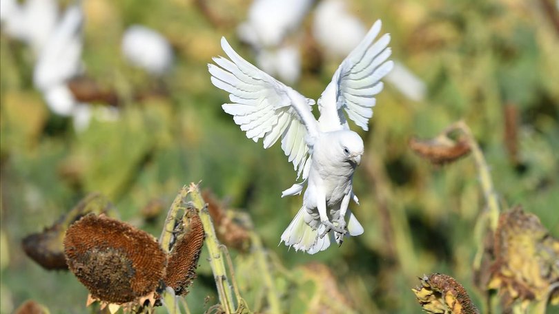 Extra funds have been announced to "prepare and protect" Australia from a deadly strain of bird flu. (Darren England/AAP PHOTOS)