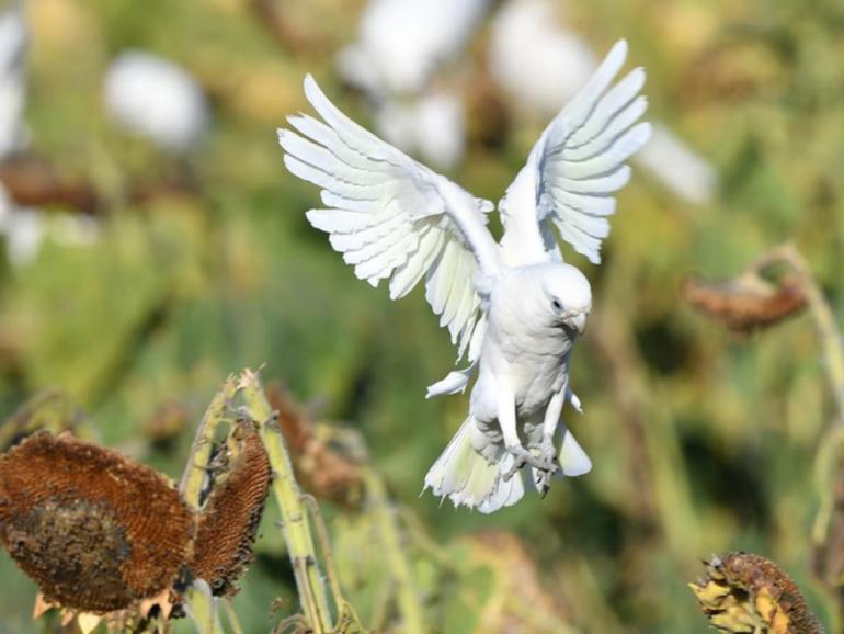 Extra funds have been announced to "prepare and protect" Australia from a deadly strain of bird flu. (Darren England/AAP PHOTOS)