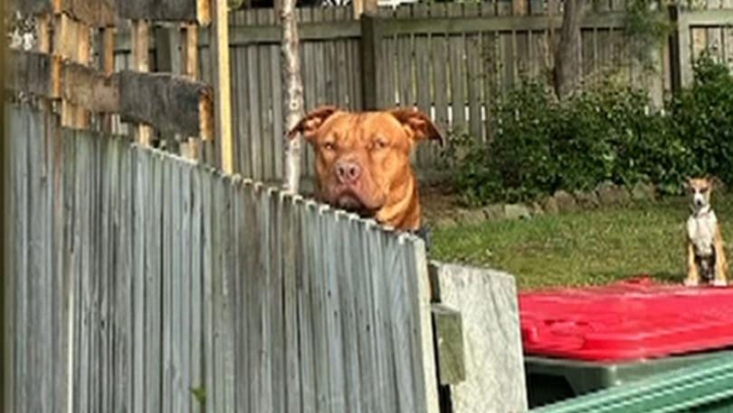 Loki the Staffy has been seized by the local council.