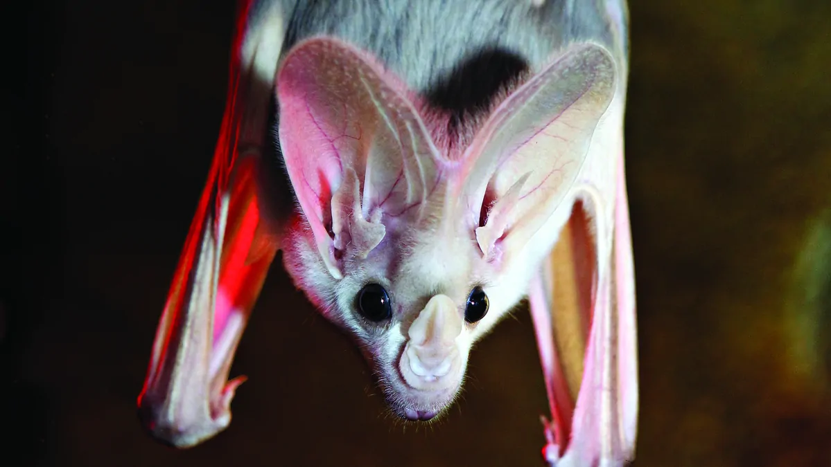 Bat From Rio Rio Tinto blames ghost bats in decision to pull Giles mini deposit from ...