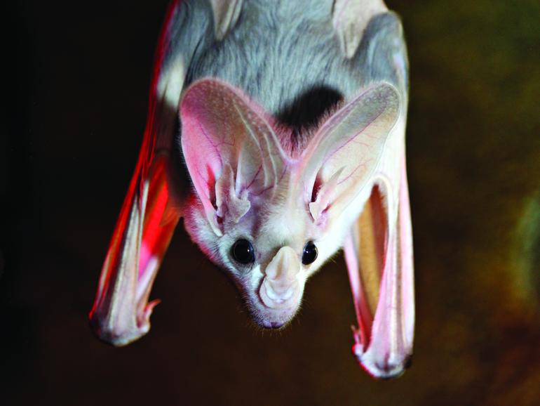 The site is home to two ghost bat sub-populations.