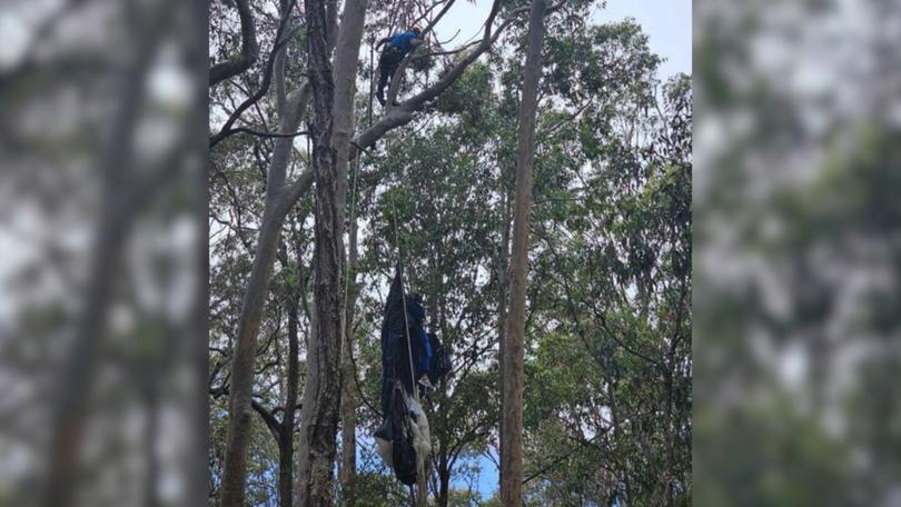 The man was hanging upside-down in a tree about 40m off the ground.