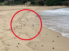 Coogee Beach in Sydney’s east has closed following the discovery of mysterious, black, ball-shaped debris.