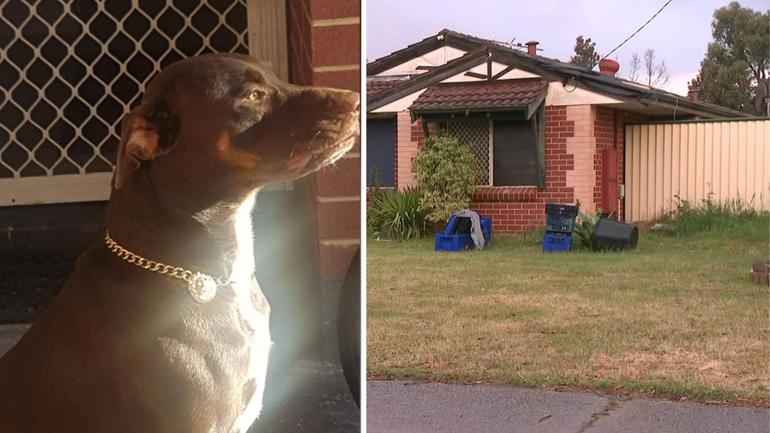 Police have shot a pet dog in Thornlie, Perth.