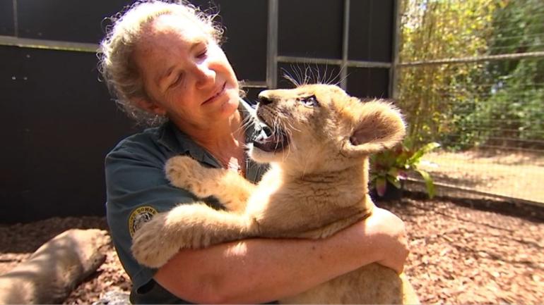 Darling Downs Zoo welcomes lion cub into the pride.