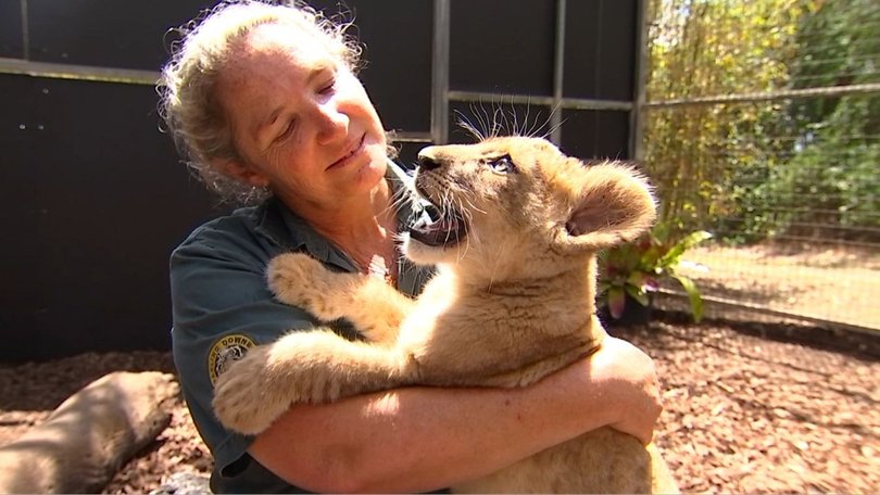 Darling Downs Zoo welcomed the talkative lion cub into the pride.