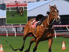 Cox Plate contender Via Sistina dropped jockey James McDonald on the home bend of the Moonee Valley track and then took off.