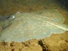 Fish farming in Macquarie Harbour, the home of the endangered Maugean skate, is under  review. (HANDOUT/IMAS)