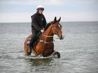 Cox Plate winner Via Sistina during a recovery session at Altona Beach in Melbourne on Sunday.