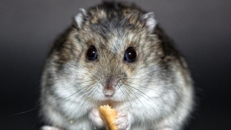 A possessive boyfriend who limited his former girlfriend’s access to their pet hamster has been convicted of coercive and controlling behaviour.