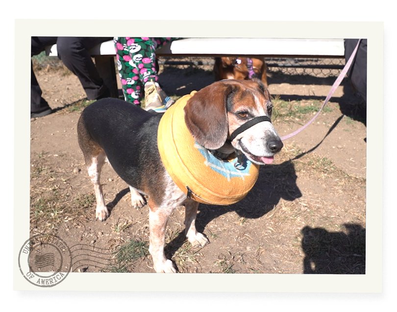 One of many uneaten dogs at Central Bark.