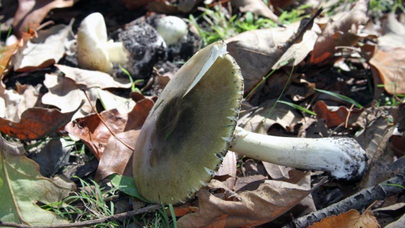 A 98-year-old woman died from eating death cap mushrooms she picked outside her home. (HANDOUT/VICTORIAN DEPARTMENT OF HEALTH AND HUMAN SERVICES)