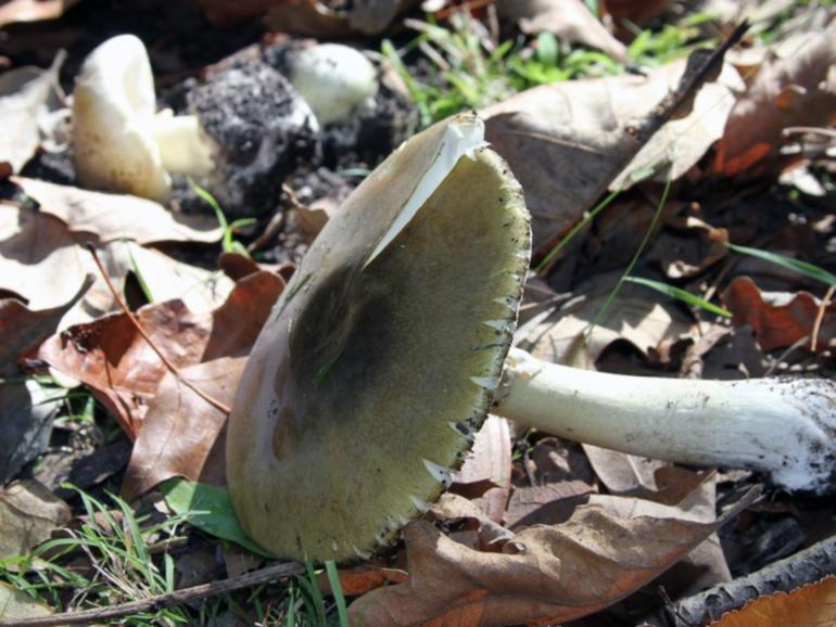 A 98-year-old woman died from eating death cap mushrooms she picked outside her home. (HANDOUT/VICTORIAN DEPARTMENT OF HEALTH AND HUMAN SERVICES)