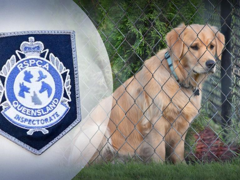 A stoush sparked by a golden retriever wandering across a rural road has blown up in court.