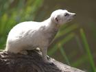 Adelaide Zoo meerkate Snow White has died, aged 14.