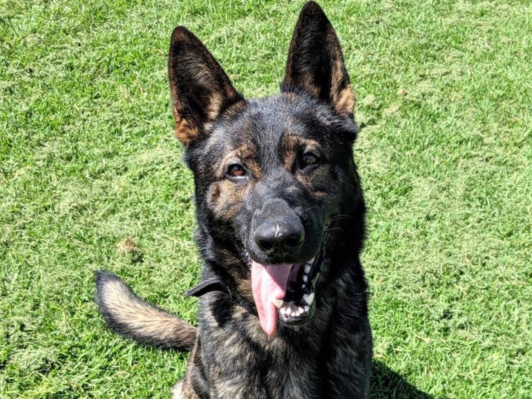 Police dog Xtra died on Thursday.