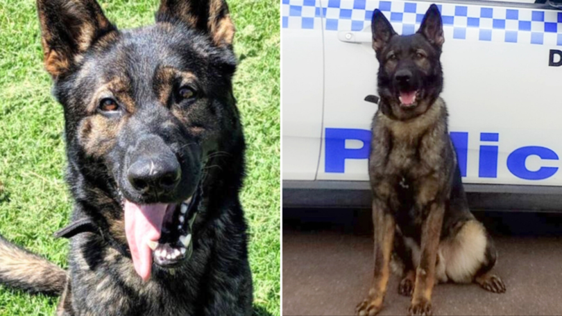 The German shepherds were left unattended for two hours on a day the mercury hit 30C. 