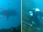 Divers reveal simple tricks that saved their lives after being circled by a huge great white shark in Western Australia