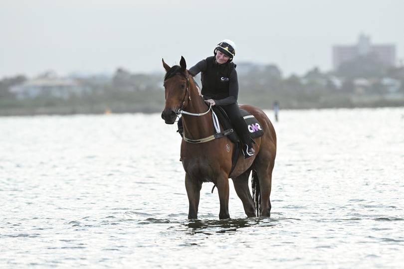 ALTONA NORTH, AUSTRALIA - NOVEMBER 04: Melbourne Cup favourite, Buckaroo ridden by Courtney Foale is seen during beach session at Altona Beach on November 04, 2024 in Altona North, Australia. (Photo by Vince Caligiuri/Getty Images)