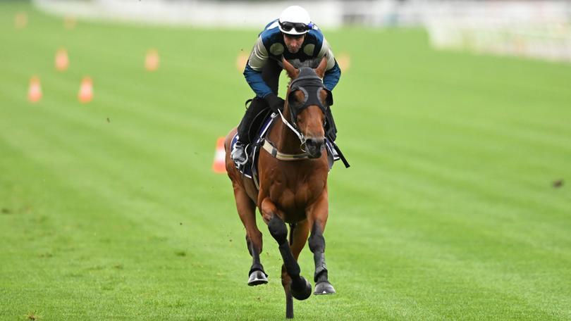 The cool, calm and collected Buckaroo has had the best set up for Melbourne Cup success