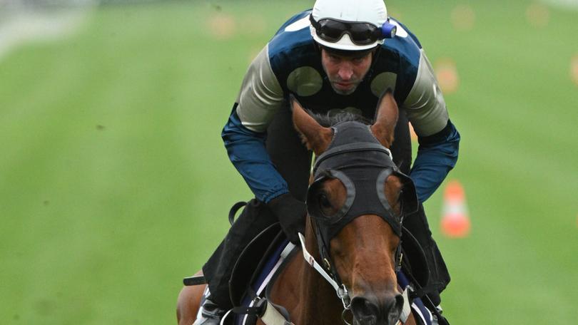 Steven Arnold riding Buckaroo during a trackwork session at Flemington Racecourse.