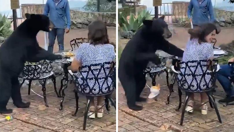 The black bear joins the couple for dinner before taking a swipe at the woman.