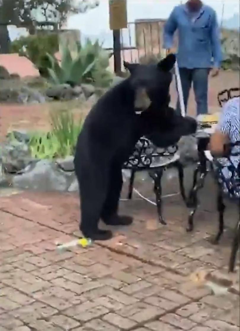 The bear ignores hotel staff trying to shoo it away.