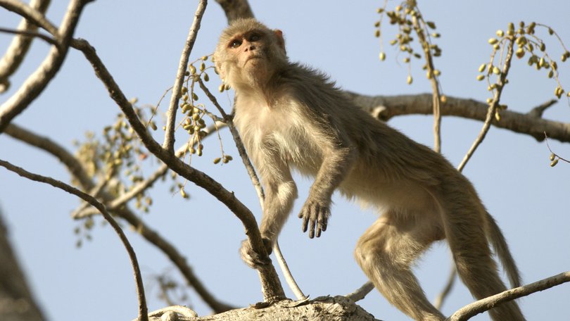 Police say monkeys that have escaped from a compound in South Carolina pose “almost no danger”..