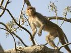 Police say monkeys that have escaped from a compound in South Carolina pose “almost no danger”.. 