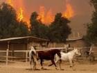 The southern California blaze has burned over 8000 hectares, fuelled by abundant grass and scrub.