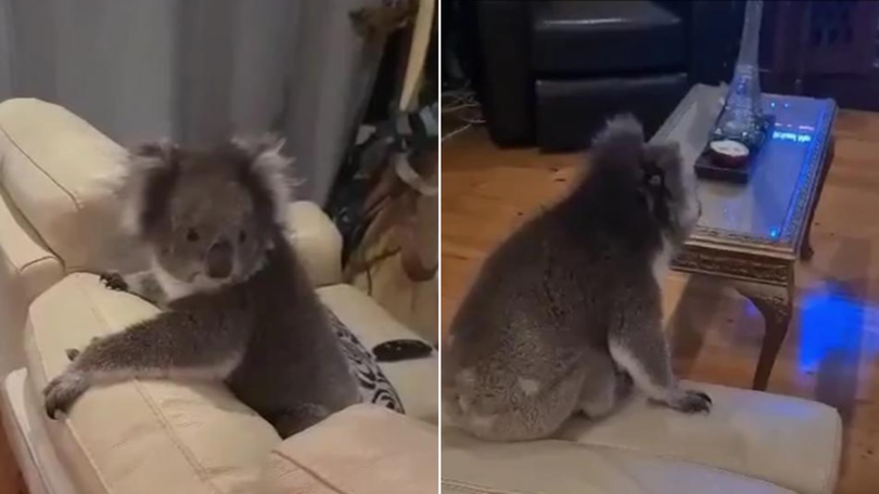 A koala previously walked into an Adelaide family’s home, heading straight for the alcohol.