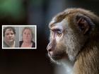 Holly LeGresley, 37, and pet-owning grandmother Adriana Orme, 56, joined online chat groups which encouraged torture of macaques by offenders based in Indonesia.