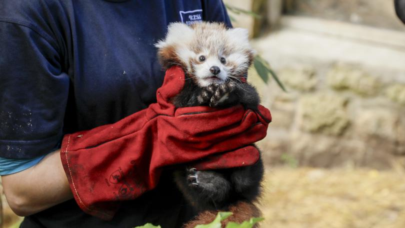 Roxie, a baby red panda that died at Edinburgh Zoo, Scotland. 