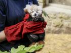 Roxie, a baby red panda that died at Edinburgh Zoo, Scotland. 