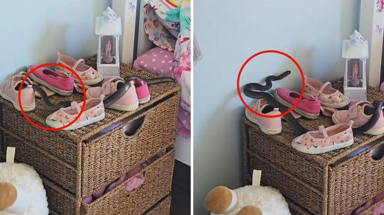 Renée Pallister thought her son was joking when he said there was a deadly snake in her daughter’s room. He wasn’t. 