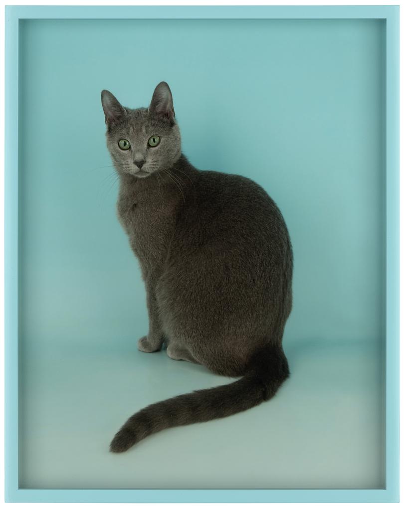 Cats and Dogs exhibition Elad Lassry Russian blue 2012 type C photograph, painted frame (34.7 x 27.1 cm) (image) 36.8 x 29.1 x 3.8 cm (frame) National Gallery of Victoria, Melbourne Yvonne Pettengell Bequest, 2014 Â© Elad Lassry and 303 Gallery, New York