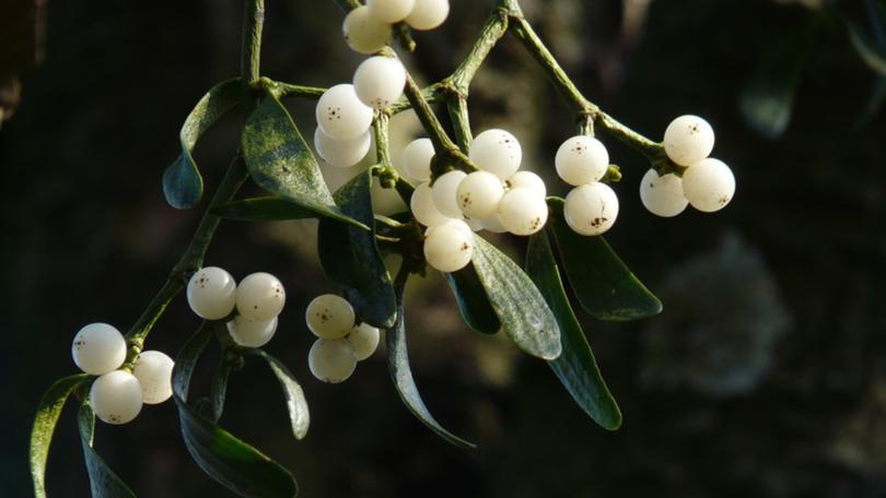 Kissing under the mistletoe was once an essential Christmas tradition.