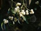 Kissing under the mistletoe was once an essential Christmas tradition.