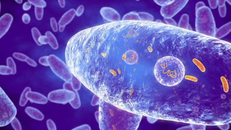 Whooping cough bacteria.. A baby is dead and infections are surging as health authorities scramble to contain a worsening national whooping cough epidemic.