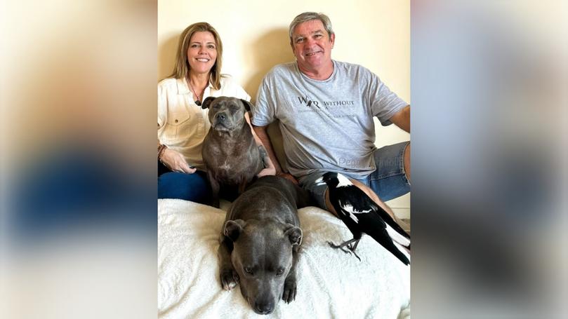 Gold Coast couple Juliette Wells and Reece Mortensen with their dogs Peggy and Ruby and Molly the Magpie. 