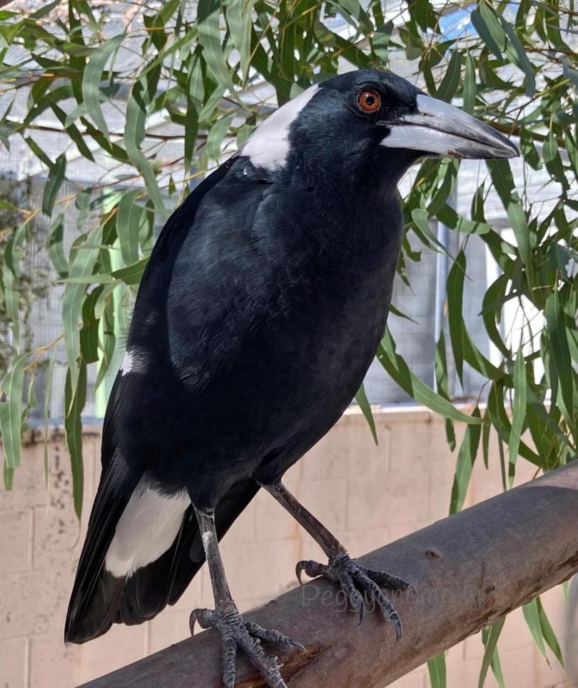 Molly the magpie.